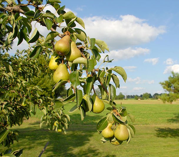 Ramo albero pere Opera in primo piano