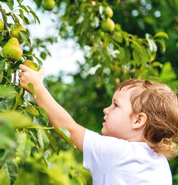 Bambino che prende una pera dall'albero